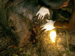 Kelompok Pemburu Gajah di Riau Hanya Divonis 1,1 Tahun