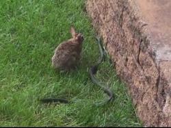 Pertarungan Mama Kelinci Melawan Ular yang Menghebohkan