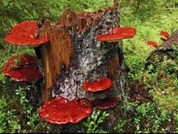 Jamur Terkenal di China Jadi Kunci Memerangi Obesitas