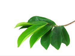 Studi Buktikan Manfaat Daun Sirsak Bagi Pasien Kanker Usus Besar