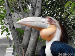 BBTNGL Sita Burung Rangkong dari Seorang Warga di Langkat