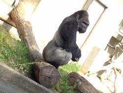 Heboh Gorila Keren, Wanita Jepang Banjiri Kebun Binatang