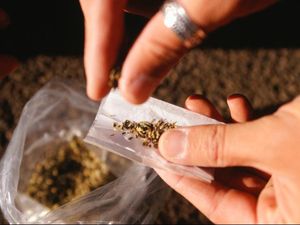 Kantongi Ganja, 2 Pemuda Bandung Ditangkap Tim Prabu Kantongi Ganja, 2 Pemuda Bandung Ditangkap Tim Prabu