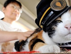 Tama, Kucing yang Jadi Kepala Stasiun Mati karena Gagal Jantung