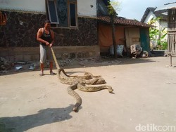 Mengenal Penangkap Tiga Ular Phyton di Tuban, Siapa Busro?