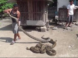 Mulut Ular Phyton Masih Dijahit, Hanya Diberi Minum Susu dan Telur