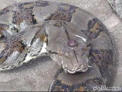 Tiga Ular Phyton Ditangkap di Tuban, Salah Satu Kepalanya Bermahkota Akik