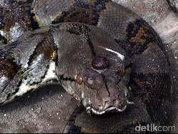 Ular dalam Mitologi Jawa: Dewa Underworld, Menolong via Gorong-gorong