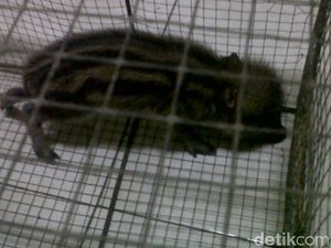 Kerjaan yang di Rumah Aja Tapi Banyak Duit, Babi Ngepet Bukan?