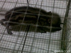 Kerjaan yang di Rumah Aja Tapi Banyak Duit, Babi Ngepet Bukan?