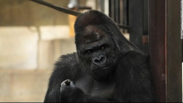 Shabani, gorila tertampan di Jepang