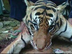 Bawa Kulit Harimau Sumatera Segar, Pria Penembak Ditangkap
