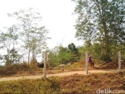 Cuma Dibatasi Kawat Berduri, Waspadai Hewan Menyeberang di Tol Cipali