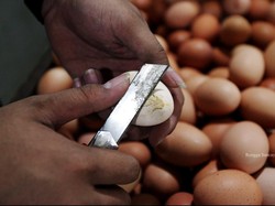 Pakai Sistem Ini, Peternak Ayam Petelur Bisa Tingkatkan Produksi