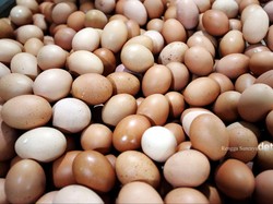 Mendag Sebut Piala Dunia hingga Pilkada Bikin Harga Telur Naik