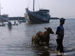 Jelang Lebaran, Pengiriman Sapi Madura ke Situbondo Meningkat