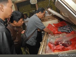 Waspadai Daging Sapi Busuk Beredar di Jombang