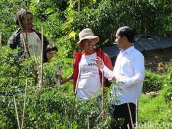 Saat Jokowi Tiba-tiba Turun dari Mobil dan Blusukan ke Kebun Cabai