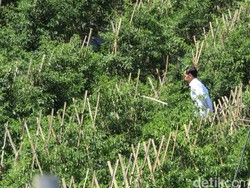 Jokowi: Pemerintah Akan Ajukan Revisi UU yang Atur JHT