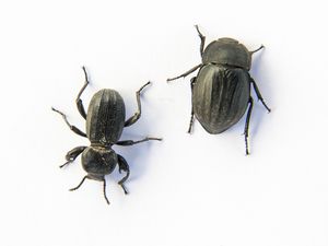 Pronotum pada Serangga Fungsinya untuk Apa? Pronotum pada Serangga Fungsinya untuk Apa?