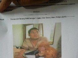 Jual Orangutan Online, Pria di Medan Divonis 2 Tahun Bui