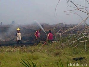 Kepala Balai Tesso Nilo Duga Ada Unsur Kesengajaan Terjadinya Kebakaran Kepala Balai Tesso Nilo Duga Ada Unsur Kesengajaan Terjadinya Kebakaran