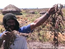 Hujan Es, Pemkab Puncak Butuh Rp 12 M Untuk Biaya Angkut Beras Bantuan