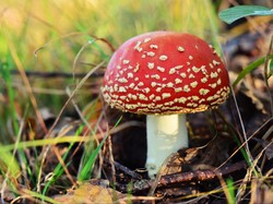 Jamur Beracun di Dunia, Ada Amanita Phalloides hingga Gyromitra Esculenta