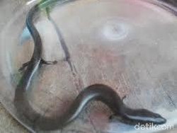 Warga Sawangan Temukan Ular Berkaki Empat