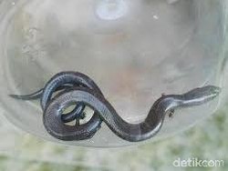 Ular Berkaki Empat Akan Dilepas ke Kali di Sawangan