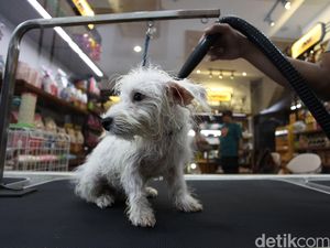 Daripada Ditinggal di Mobil, Lebih Baik Anjing Dititipkan