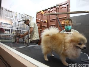 Mengintip Peluang Bisnis Penitipan Anjing Mengintip Peluang Bisnis Penitipan Anjing