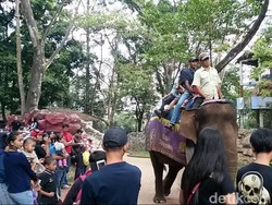 Seru Banget! Libur Lebaran Naik Unta dan Gajah di Kebun Binatang Bandung