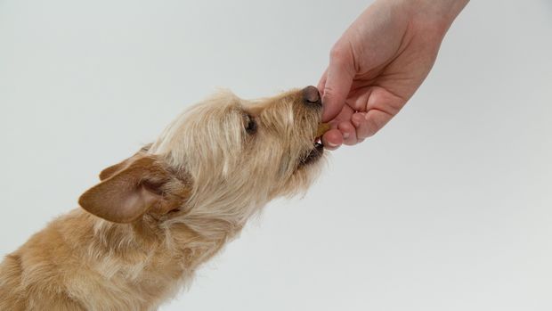 Ilustrasi Memberi Makan Anjing