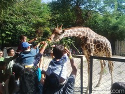 Pengunjung KBS Dihibur Perayaan Ulang Tahun Moridtz Si Leher Panjang