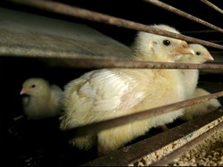 Success Story Perang Melawan Virus Pembunuh Ribuan Unggas di Semarang