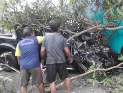 Adu Banteng SUV dengan Bus di Pangandaran juga Tumbangkan Pohon