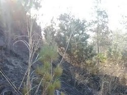 Begini Penampakan Gunung Guntur yang Sempat Terbakar