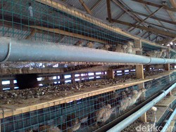 Ribuan Ekor Burung Puyuh Mati Mendadak di Deli Serdang