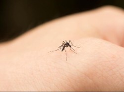 Jabar Jadi Provinsi Tertinggi Kasus Chikungunya di RI