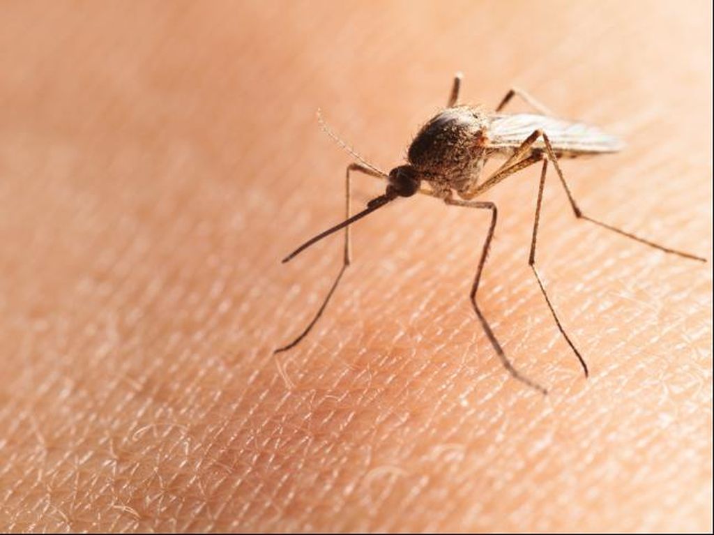 Kelambu Berinsektisida Jadi Andalan Cegah Malaria di Daerah Endemis
