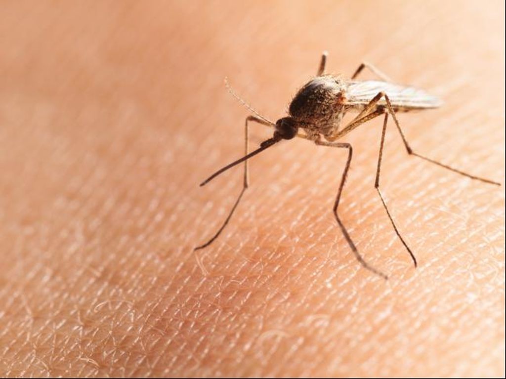 Kelambu Berinsektisida Jadi Andalan Cegah Malaria di Daerah Endemis Kelambu Berinsektisida Jadi Andalan Cegah Malaria di Daerah Endemis