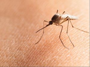 Penyebab dan Gejala Malaria, Ketahui Juga Cara Pencegahannya Penyebab dan Gejala Malaria, Ketahui Juga Cara Pencegahannya