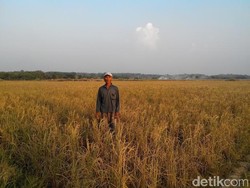 Ratusan Hektar Sawah di Bekasi Gagal Panen Akibat Kemarau