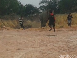 Ini Wujud Gajah Liar yang Nyasar Masuk Kota Pekanbaru