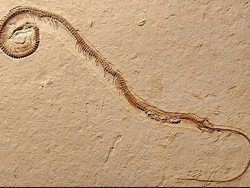 Fosil Ular Berkaki Empat Ditemukan di Brasil