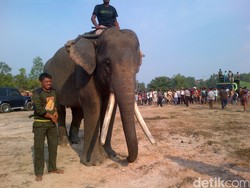 2 Gajah Dikerahkan untuk Rayu Gajah Liar yang Nyasar ke Kota Pekanbaru