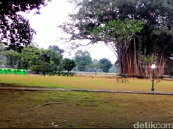 Kemarau Panjang Bogor Diprediksi Hanya Siklus 5 Tahunan