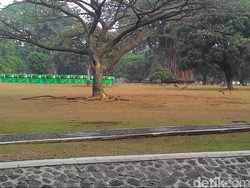 Dulu Hijau, Ini Penampakan Rumput Istana Bogor yang Kering