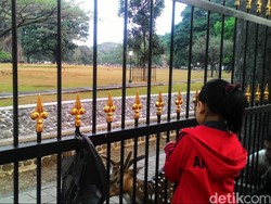 Musim Kemarau, Rusa di Istana Bogor Dapat Tambahan Makanan